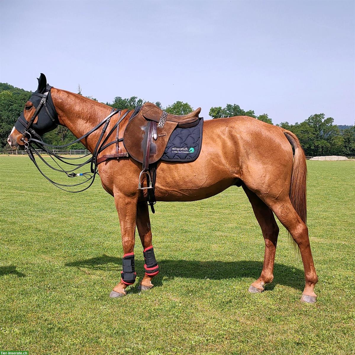 Bild 3: 9-jähriger Polo Pony Wallach sucht schönes Plätzchen