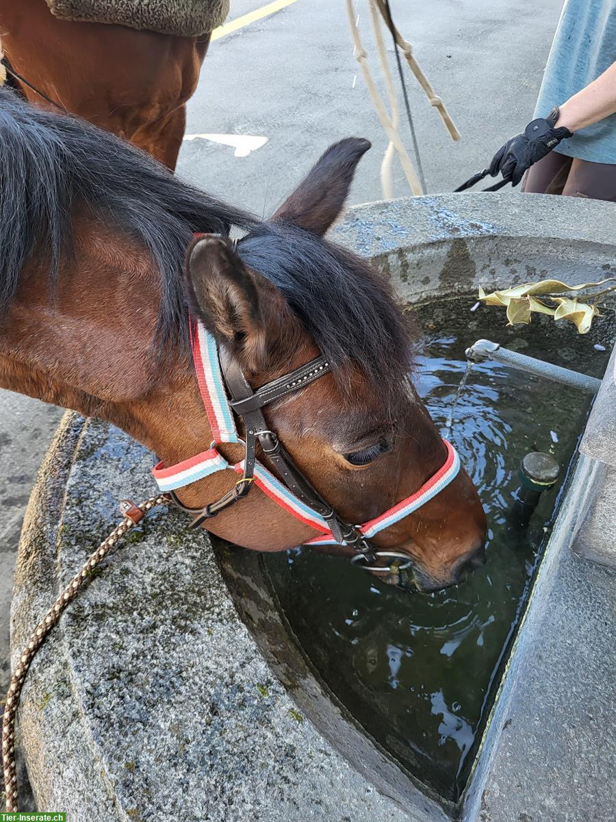 Beistellpferd, Spazierpferd, Bodenarbeitspferd