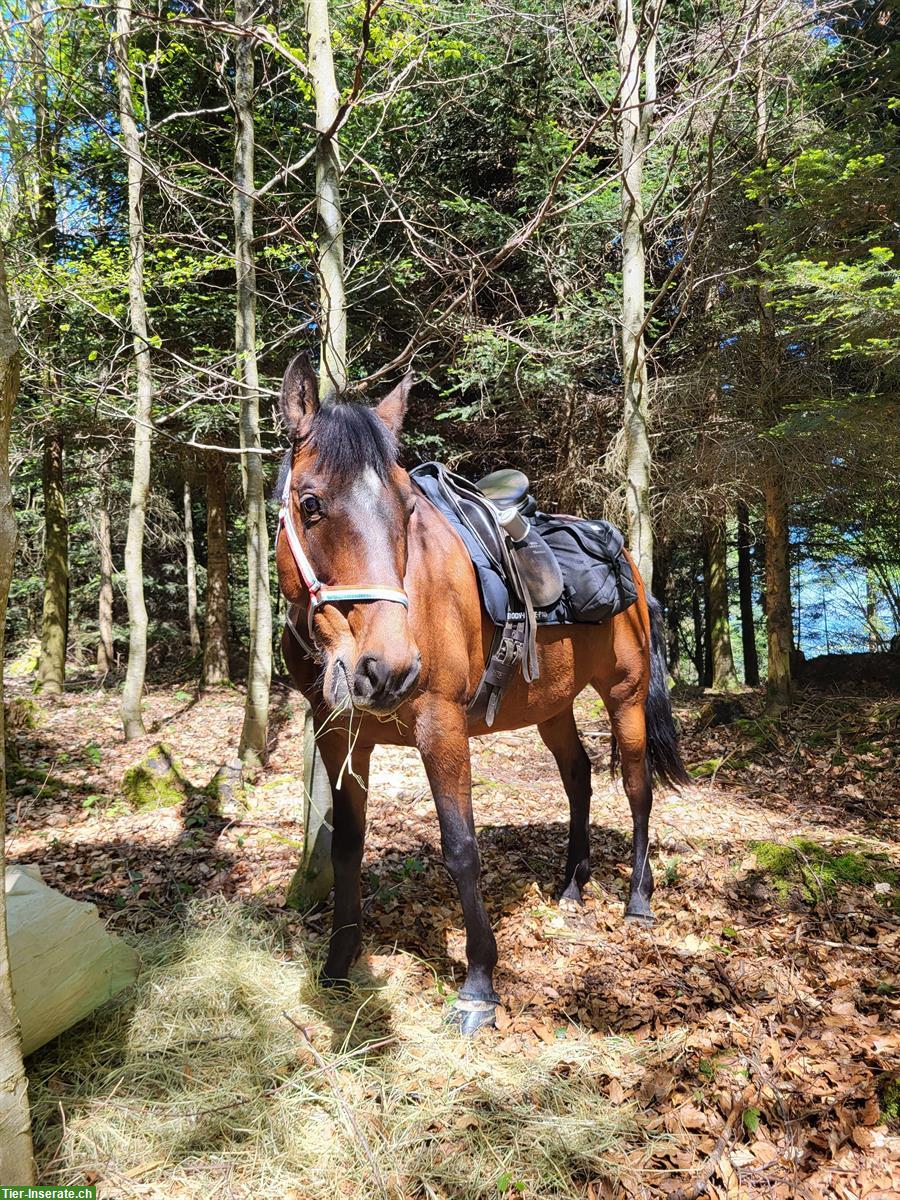 Bild 2: Beistellpferd, Spazierpferd, Bodenarbeitspferd