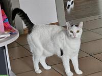 Verspielte Katze, 2-jährig sucht neues Zuhause