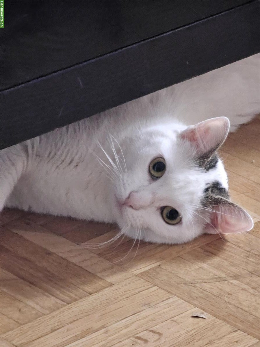 Bild 2: Verspielte Katze, 2-jährig sucht neues Zuhause
