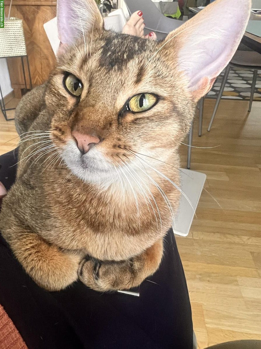 Filou, ein Abessinier x Bengal Mix Kater, 3-jährig