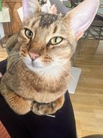 Filou, ein Abessinier x Bengal Mix Kater, 3-jährig