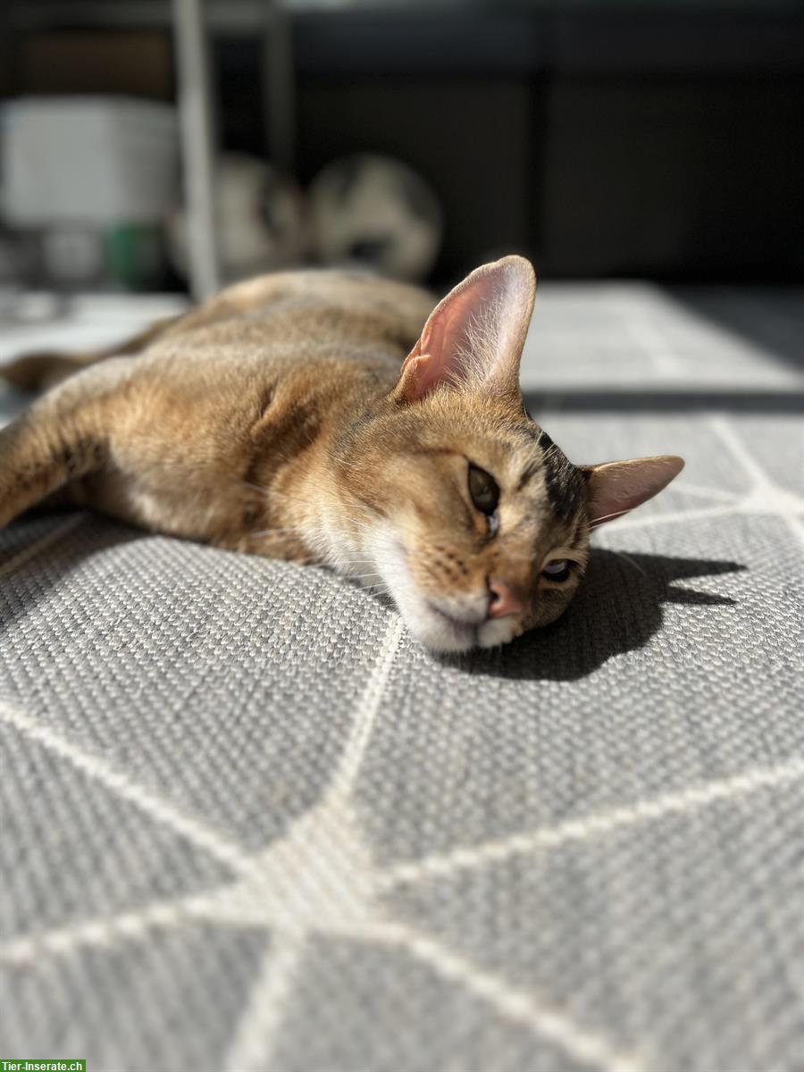 Bild 2: Filou, ein Abessinier x Bengal Mix Kater, 3-jährig