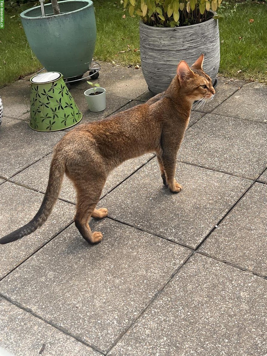 Bild 3: Filou, ein Abessinier x Bengal Mix Kater, 3-jährig