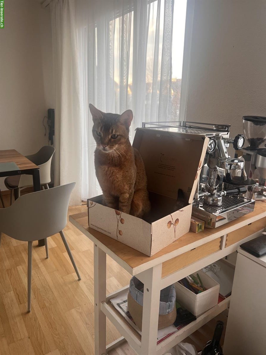 Bild 4: Filou, ein Abessinier x Bengal Mix Kater, 3-jährig