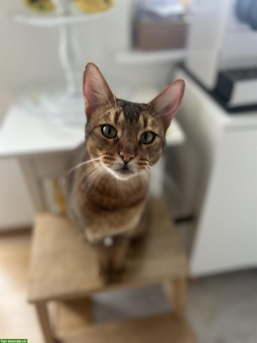 Bild 5: Filou, ein Abessinier x Bengal Mix Kater, 3-jährig
