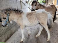 Mini Shetlandpony Hengst, 1-jährig