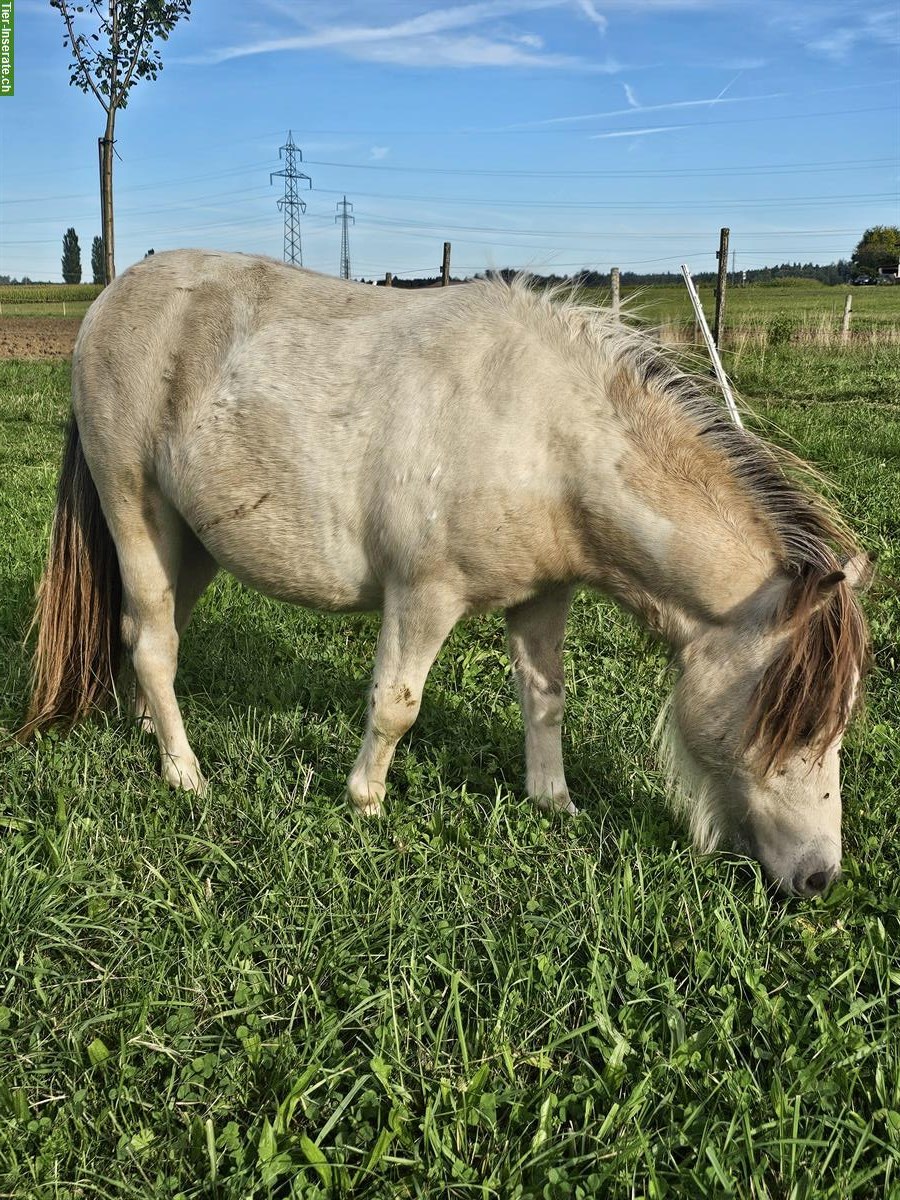 Bild 2: Mini Shetlandpony Hengst, 1,5-jährig