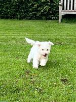 Chinese Crested Welpen suchen ein liebevolles Zuhause