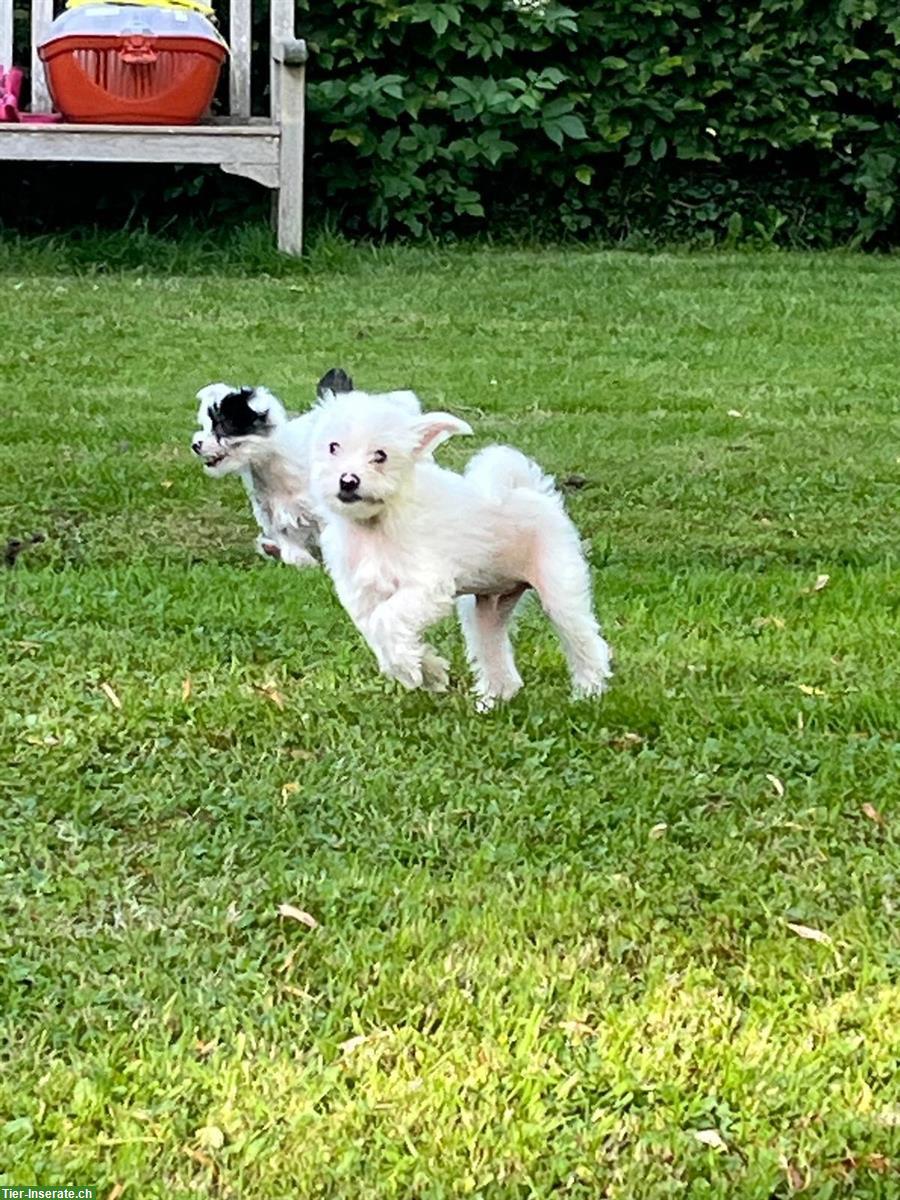 Bild 2: Chinese Crested Welpen suchen ein liebevolles Zuhause