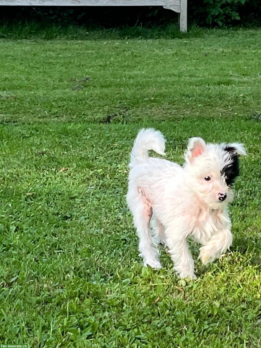 Bild 3: Chinese Crested Welpen suchen ein liebevolles Zuhause