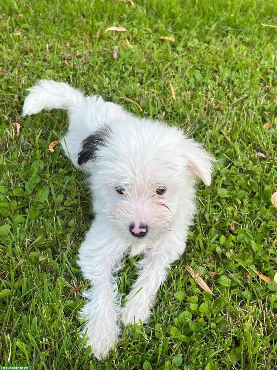 Bild 4: Chinese Crested Welpen suchen ein liebevolles Zuhause