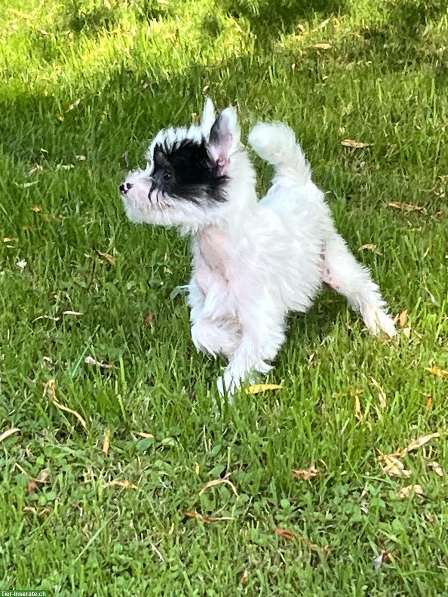 Bild 6: Chinese Crested Welpen suchen ein liebevolles Zuhause