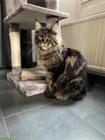 Maine Coon Katzen Brüder Riku & Sora