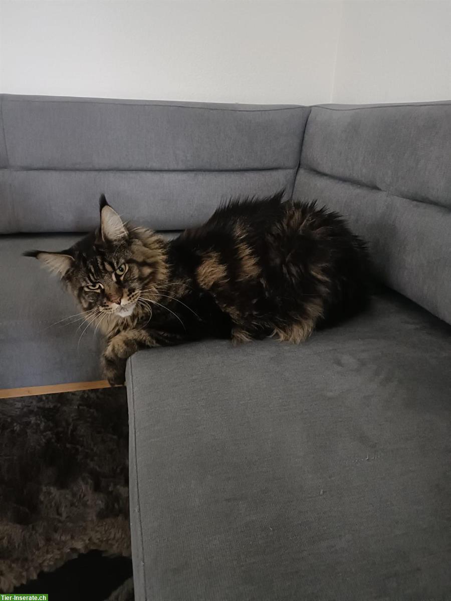 Bild 3: Maine Coon Katzen Brüder Riku & Sora