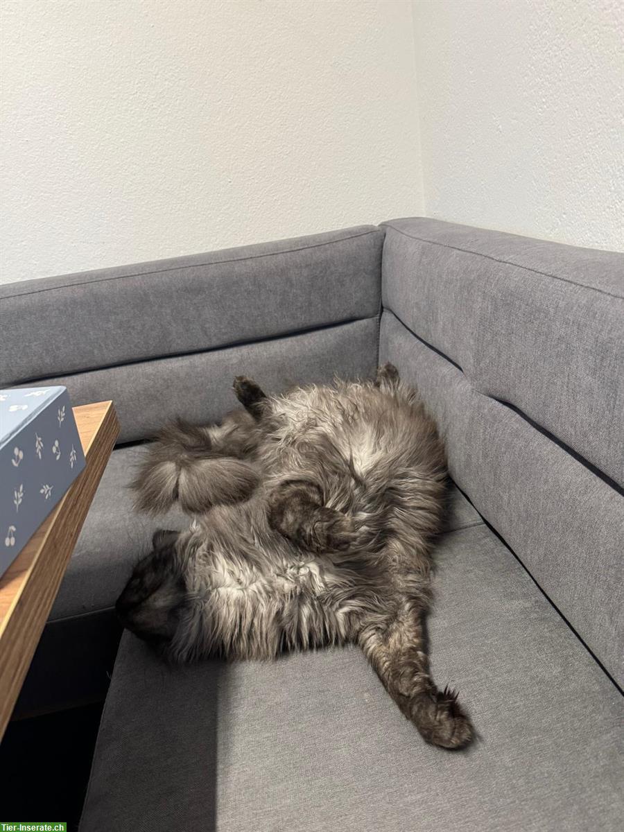 Bild 4: Maine Coon Katzen Brüder Riku & Sora