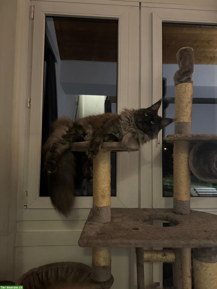 Bild 5: Maine Coon Katzen Brüder Riku & Sora