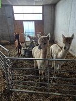 3 Alpaka Hengste zu verkaufen
