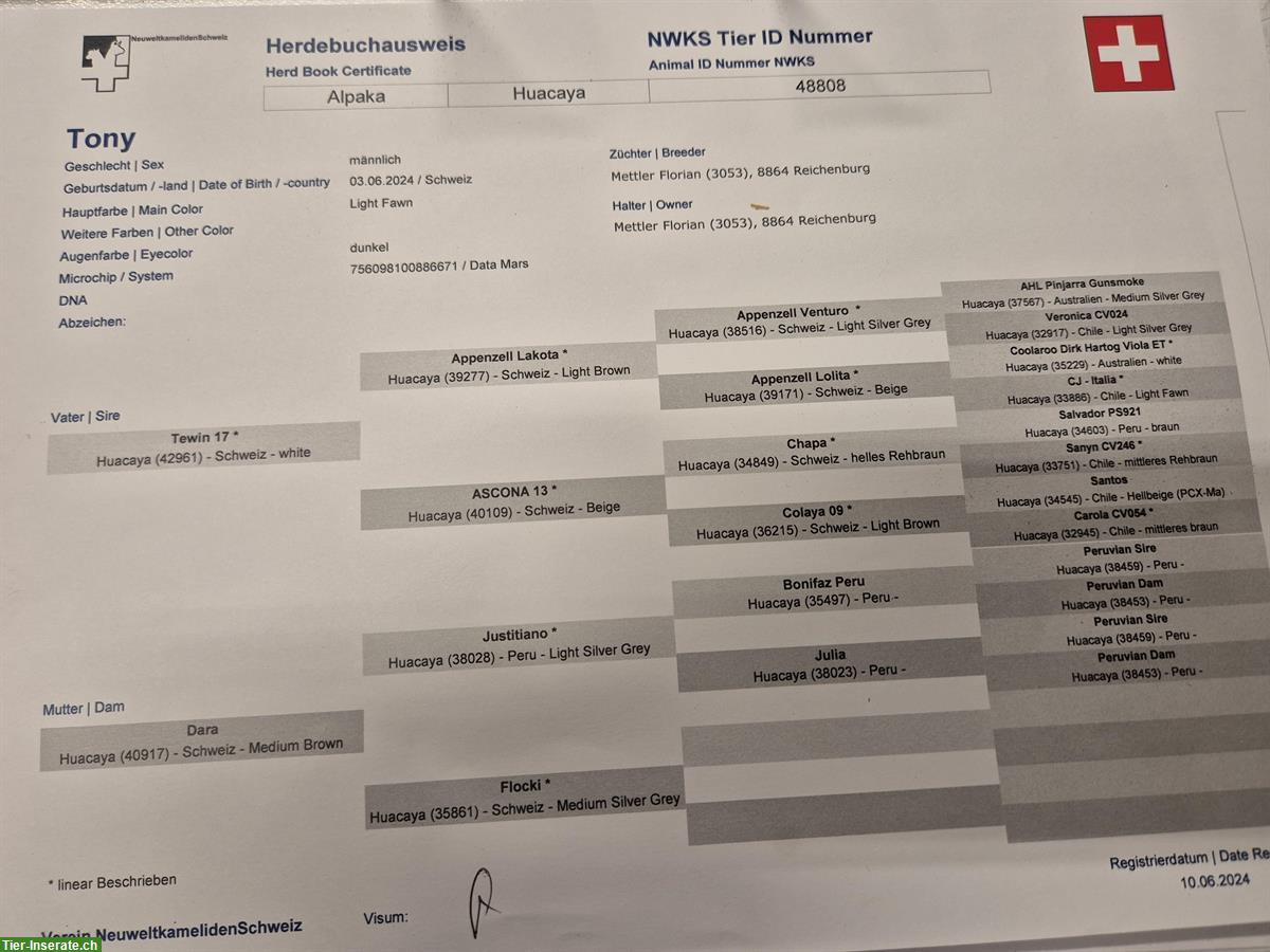 Bild 7: 3 Alpaka Hengste zu verkaufen
