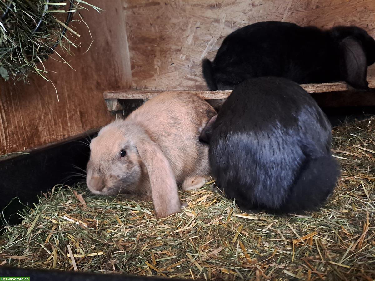 Junge Französische Widder Kaninchen