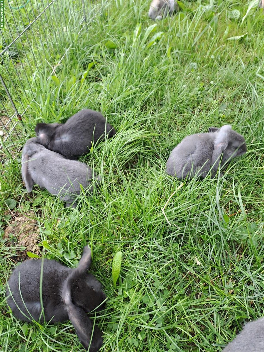 Bild 2: Junge Französische Widder Kaninchen