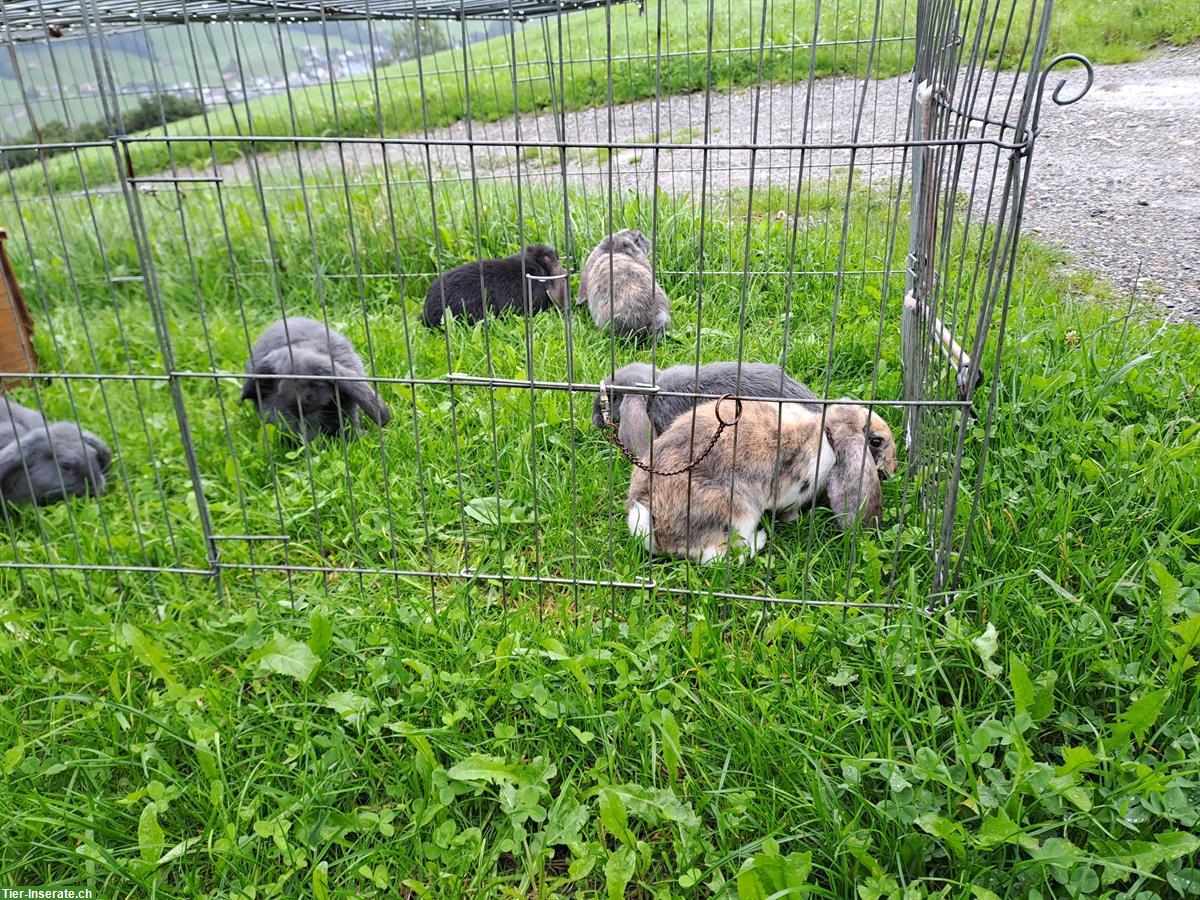 Bild 3: Junge Französische Widder Kaninchen