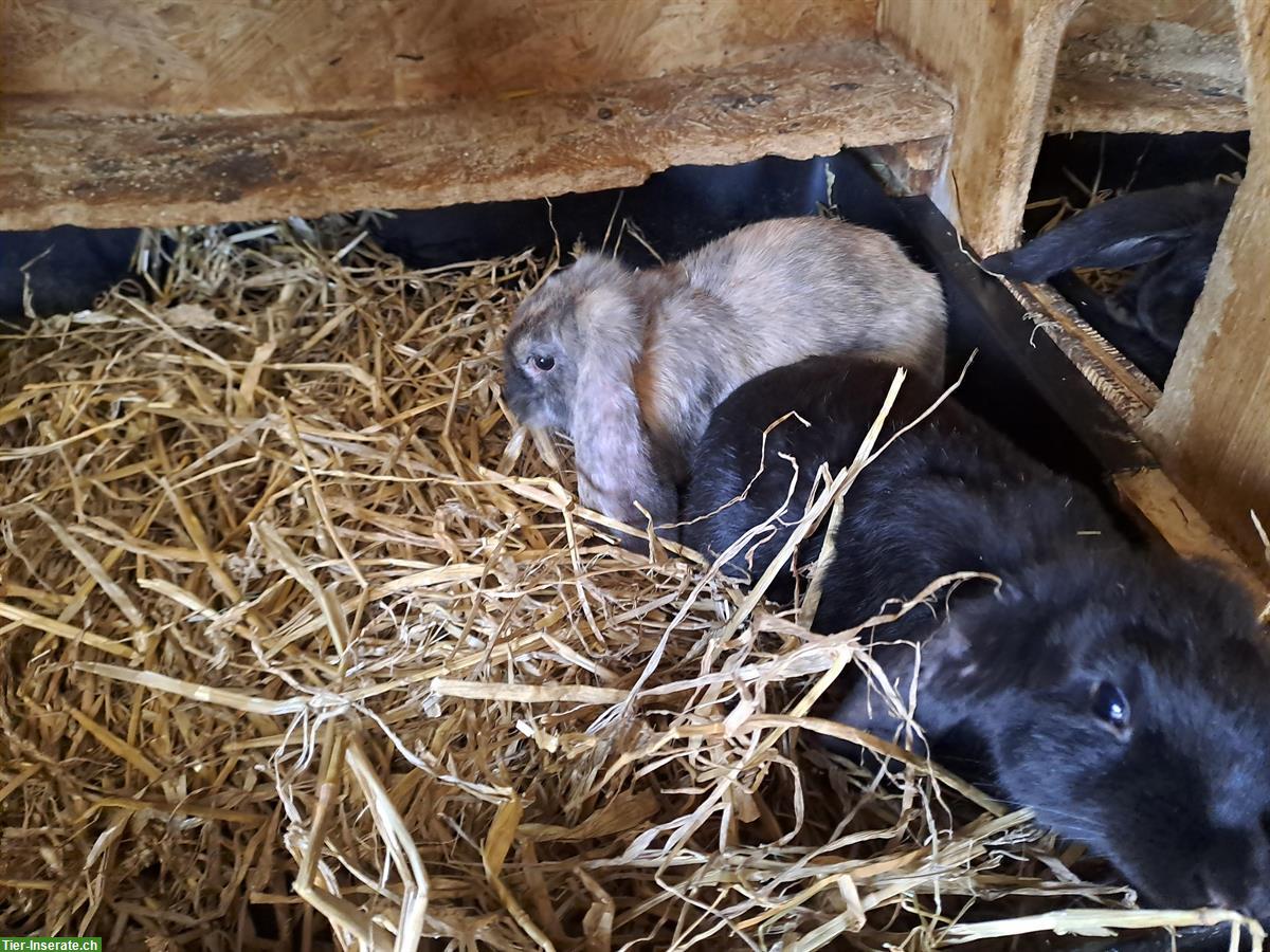Bild 4: Junge Französische Widder Kaninchen