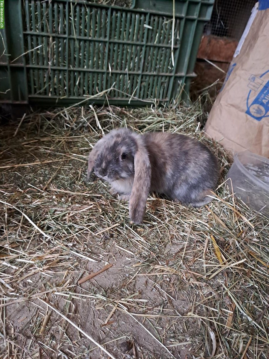 Bild 5: Junge Französische Widder Kaninchen