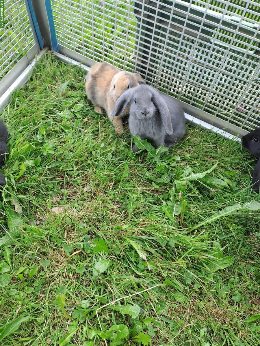 Bild 6: Junge Französische Widder Kaninchen