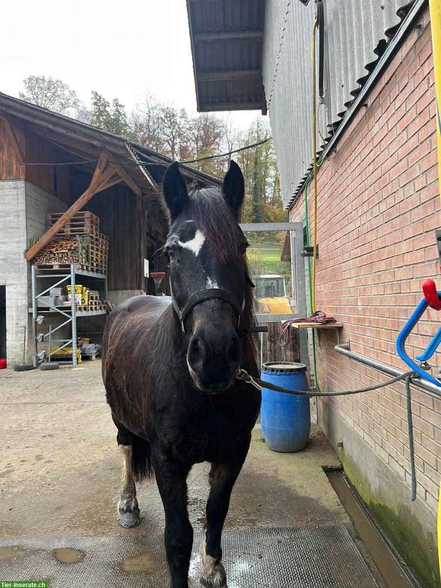 Bild 3: Pferd zu verkaufen / günstig abzugeben