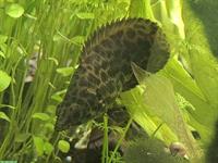 Leopard Buschfische gratis abzugeben