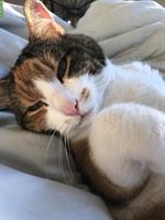 Verschmuste Katze sucht ruhiges neues Zuhause