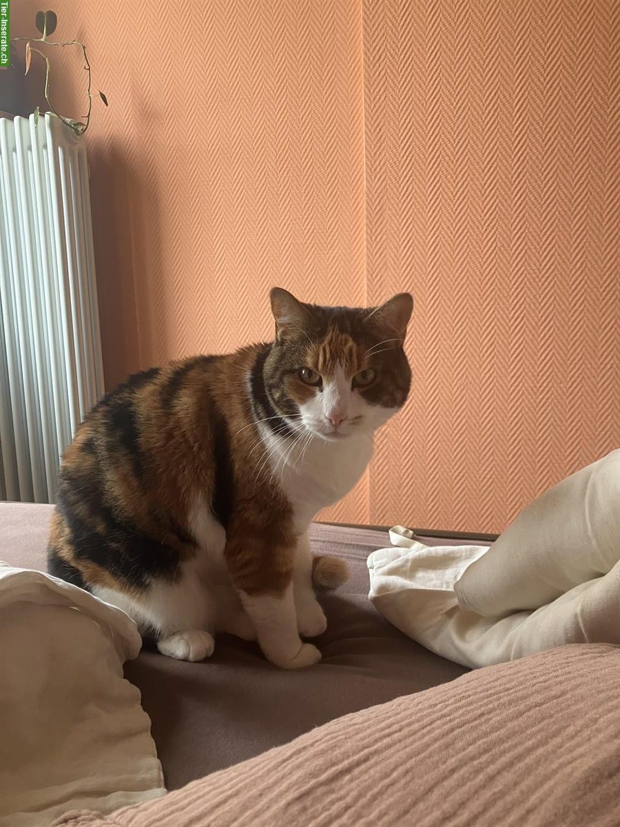 Bild 2: Verschmuste Katze sucht ruhiges neues Zuhause