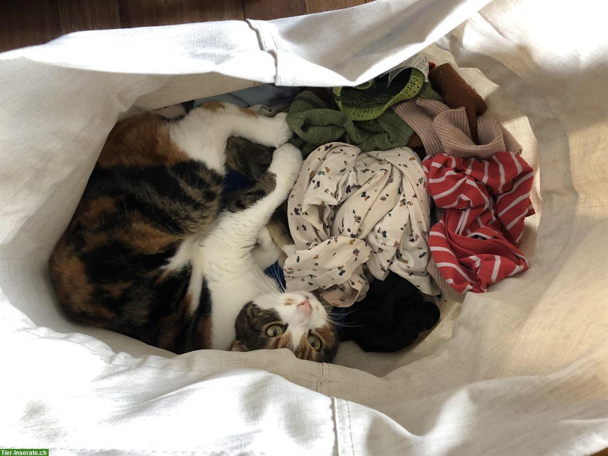 Bild 3: Verschmuste Katze sucht ruhiges neues Zuhause