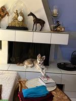 Alaska Klee Kai Hündin, 1½-jährig zu verkaufen