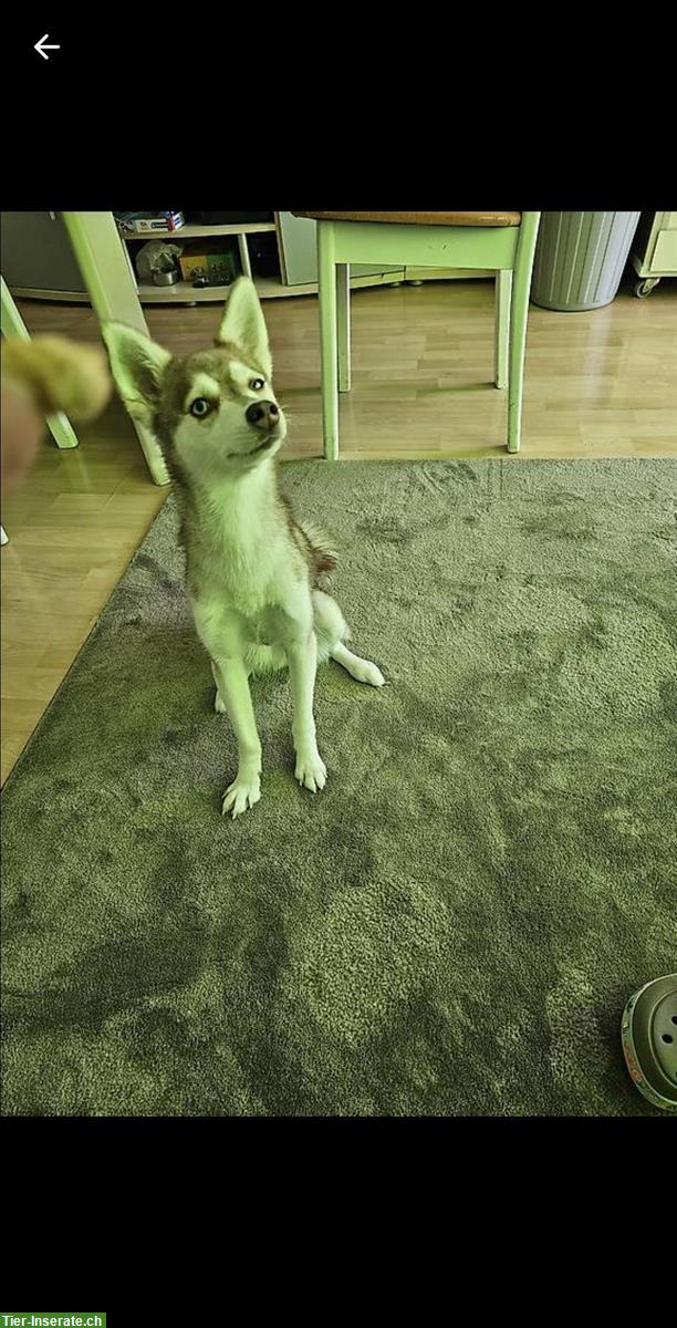 Bild 2: Alaska Klee Kai Hündin, 1½-jährig zu verkaufen