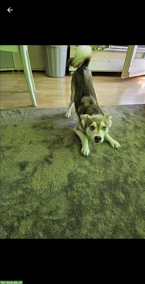 Bild 3: Alaska Klee Kai Hündin, 1½-jährig zu verkaufen