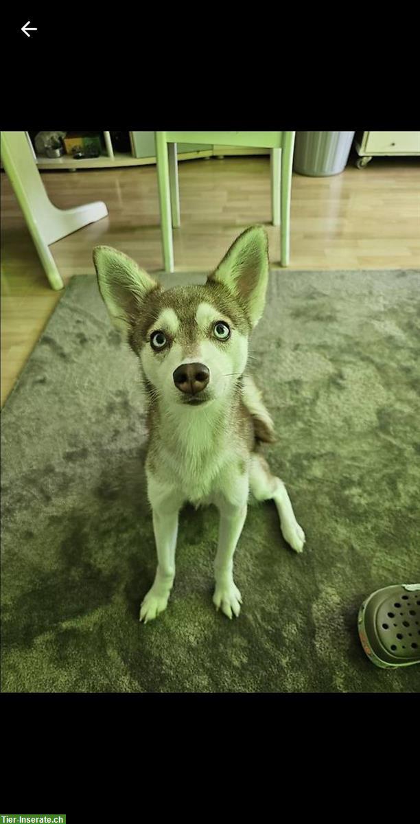 Bild 4: Alaska Klee Kai Hündin, 1½-jährig zu verkaufen