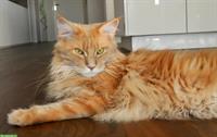 Chiara & Pablo, Maine Coon Katzen mit Stammbaum