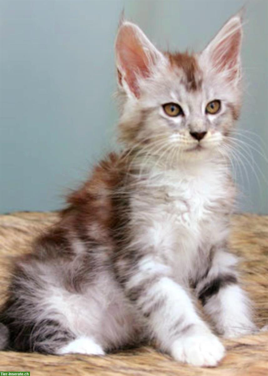 Bild 10: Chiara & Pablo, Maine Coon Katzen mit Stammbaum