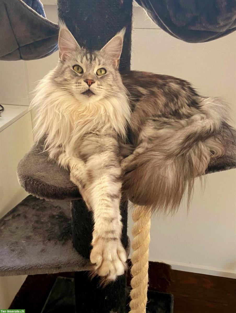 Bild 2: Chiara & Pablo, Maine Coon Katzen mit Stammbaum