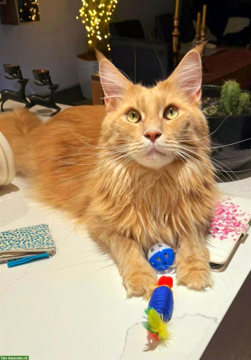 Bild 3: Chiara & Pablo, Maine Coon Katzen mit Stammbaum