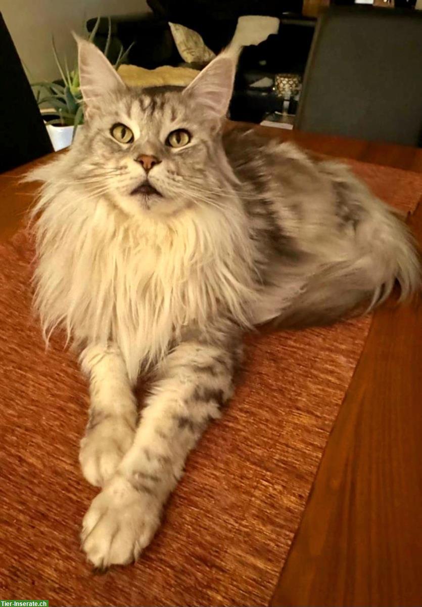 Bild 4: Chiara & Pablo, Maine Coon Katzen mit Stammbaum