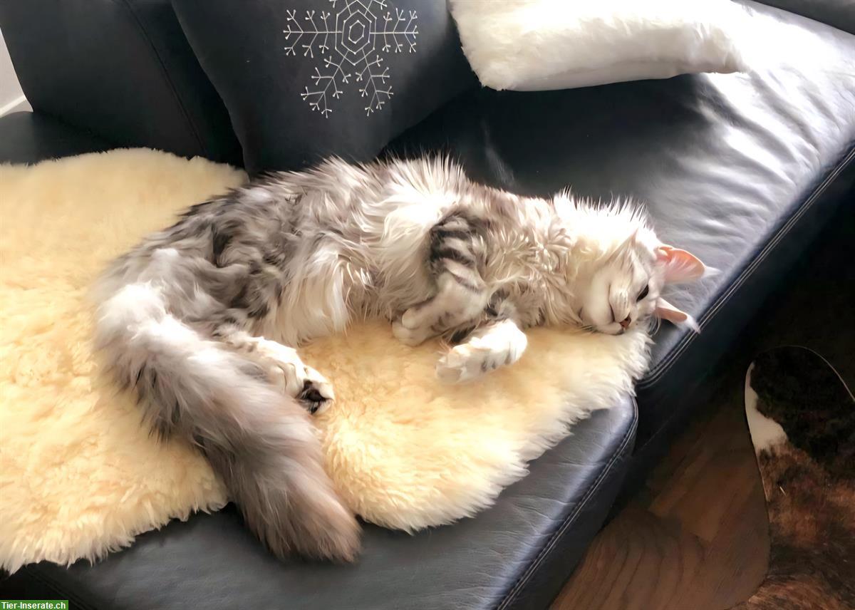 Bild 5: Chiara & Pablo, Maine Coon Katzen mit Stammbaum