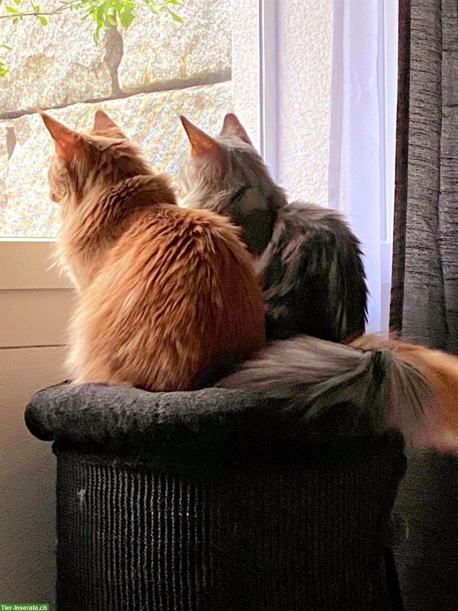Bild 6: Chiara & Pablo, Maine Coon Katzen mit Stammbaum