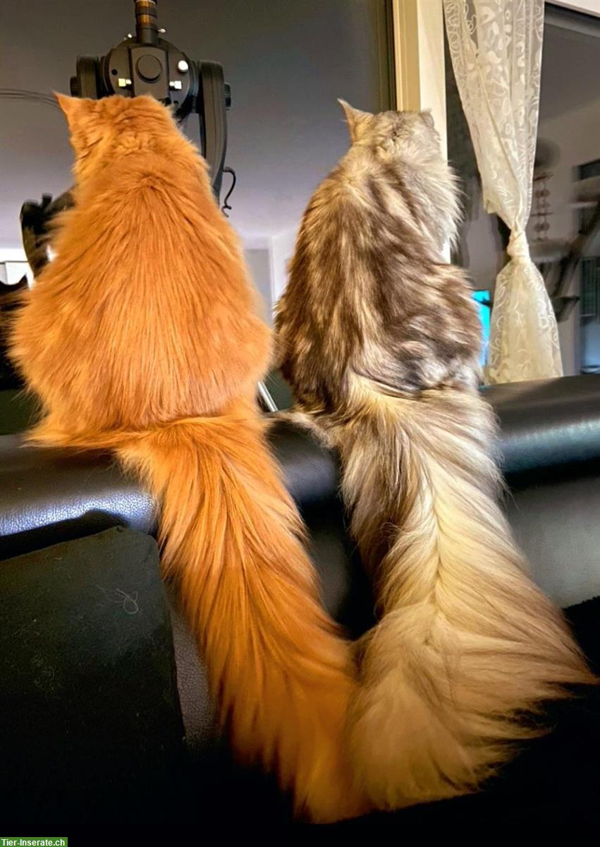 Bild 7: Chiara & Pablo, Maine Coon Katzen mit Stammbaum