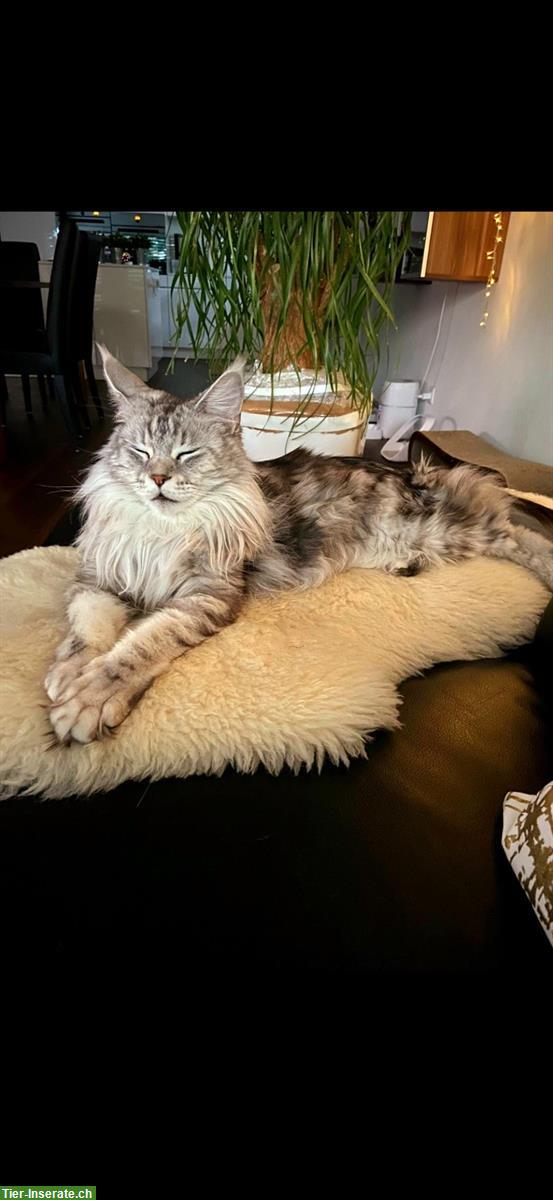 Bild 8: Chiara & Pablo, Maine Coon Katzen mit Stammbaum