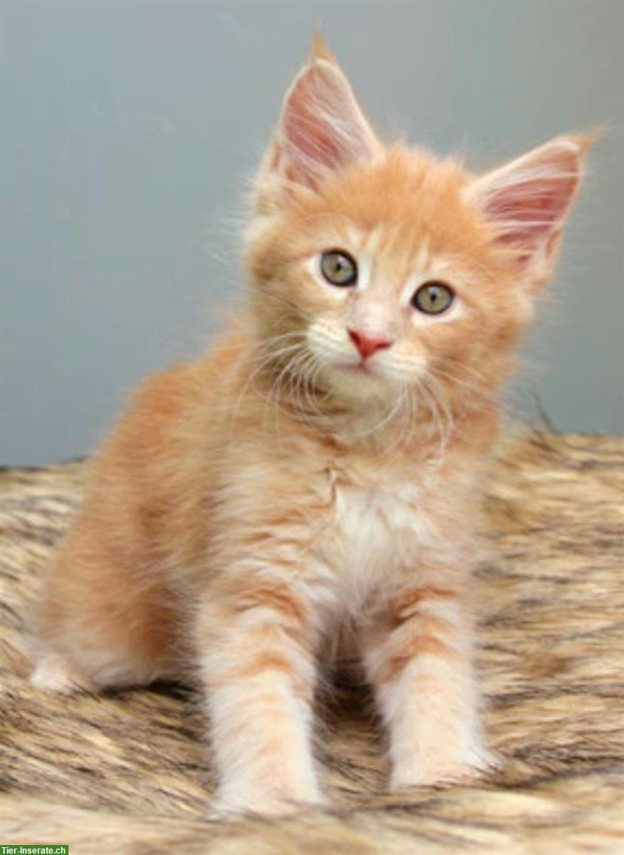 Bild 9: Chiara & Pablo, Maine Coon Katzen mit Stammbaum