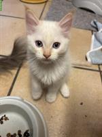 Balinesen Kitten, männlich sucht ein Zuhause